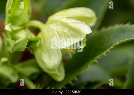 Helleborus argutifolius Blume in Nahaufnahme nach einem Regenschauer mit prekärem Wassertropfen, natürliches Blumenportrait Stockfoto