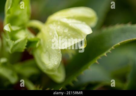 Helleborus argutifolius Blume in Nahaufnahme nach einem Regenschauer mit prekärem Wassertropfen, natürliches Blumenportrait Stockfoto