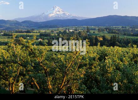 Mt Hood über Hood River Obstgärten, Hood River County, Columbia River Gorge National Scenic Area, Oregon Stockfoto