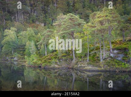 Westliche Highlands, Schottland: Der Fluss Farrar und der uralte kaledonische Pinienwald in Glen Strathfarrar Stockfoto