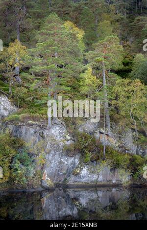 Westliche Highlands, Schottland: Der Fluss Farrar und der uralte kaledonische Pinienwald in Glen Strathfarrar Stockfoto