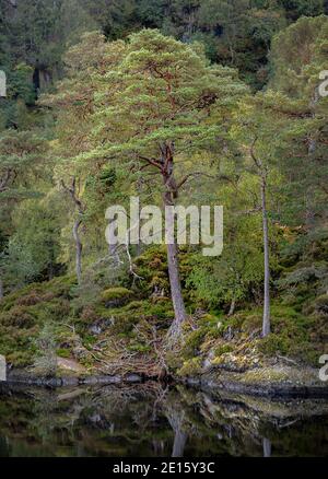 Westliche Highlands, Schottland: Der Fluss Farrar und der uralte kaledonische Pinienwald in Glen Strathfarrar Stockfoto