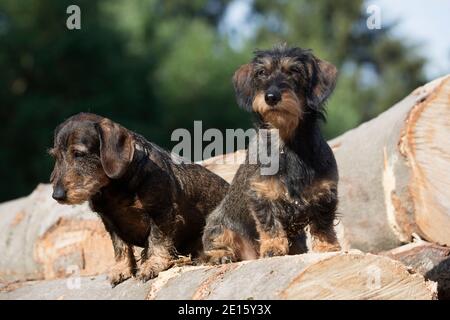 Zwei Dackel stehen auf einem Woodpile im Wald Stockfoto