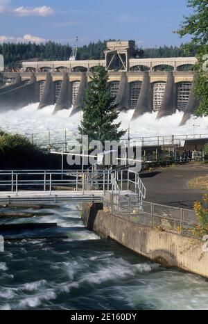 Bonneville Dam und Fischtreppe, Columbia River Gorge National Scenic Area, Oregon Stockfoto