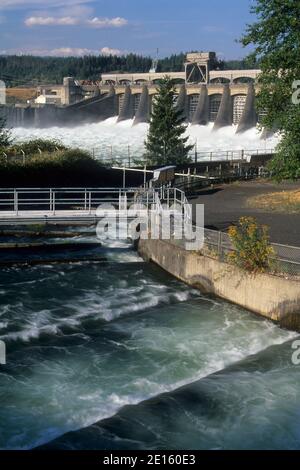 Bonneville Dam und Fischtreppe, Columbia River Gorge National Scenic Area, Oregon Stockfoto