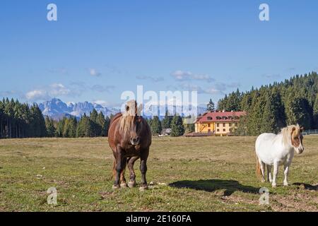 Braunes Pferd und weißes Pony auf EINER Bergwiese bei Der Vezzena Pass Im Trentino Stockfoto