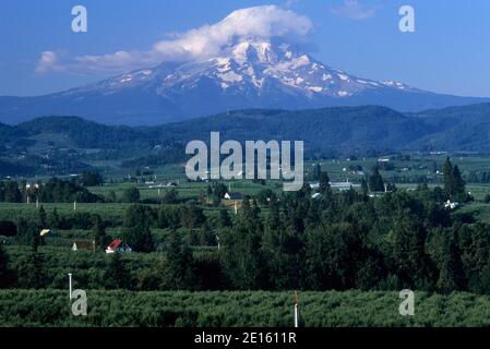 Mt Hood über Hood River Valley, Panorama Point County Park, Columbia River Gorge National Scenic Area, Oregon Stockfoto