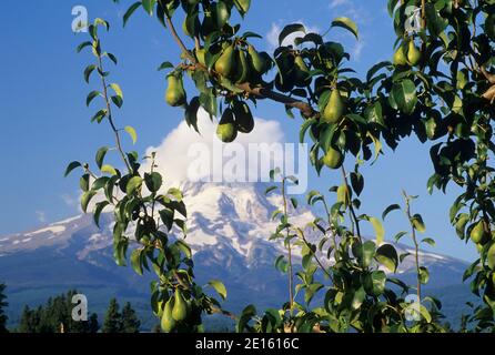 Bartlett Birne mit Mt Hood, Hood River Valley, Oregon Stockfoto