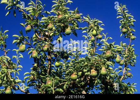 Bartlett Pear, Hood River Valley, Oregon Stockfoto