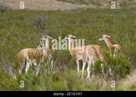 Guanacos, La Pampa, Argentinien Stockfoto