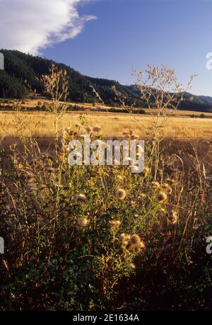 Grass Rangeland im South Umpqua River Valley, Myrtle Creek Canyonville Scenic Historic Tour Route, Oregon Stockfoto