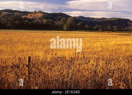 Grass Rangeland im South Umpqua River Valley, Myrtle Creek Canyonville Scenic Historic Tour Route, Oregon Stockfoto