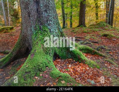 WESTERN Highlands, Schottland: Herbstfarben des Buchenwaldbodens über dem Fluss Moriston, Invermoriston Stockfoto