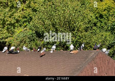 Viele Haustauben sitzen auf braunem Dach, Sanliurfa, Türkei Stockfoto