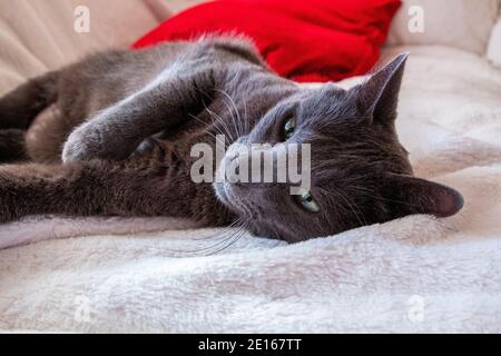 Eine Russian Blue Katze faulenzt unter lila Decken Stockfoto