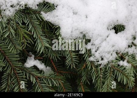 Grüne Fichtenzweige sind mit weißem Schnee bedeckt Stockfoto