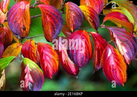 Hundeholz, Cornus kousa Herbst hinterlässt Cornus „Gold Star“ farbenfrohe rote Herbstblätter Farben Cornus kousa, Herbst, Farbe Stockfoto