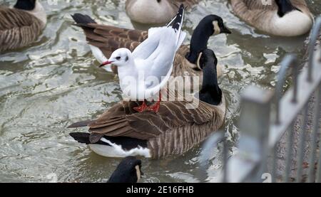 Schwarzkopfmöwe (Chroicocephalus ridibundus) im Wintergefieder, stehend auf einer Kanadagans in einem Teich, Warwickshire, UK. Stockfoto