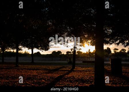 Back light Sonnenuntergang in einem Park im Sommer, Frankreich Stockfoto