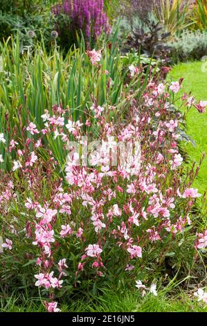 Gaura lindheimeri Siskiyou Pink EINE buschige Perennial mit rosa Blüten Im Sommer und ist voll winterhart ideal für eine krautige Rahmen Stockfoto