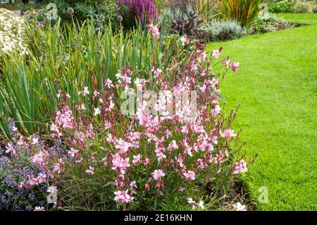 Gaura lindheimeri Siskiyou Pink EINE buschige Perennial mit rosa Blüten Im Sommer und ist voll winterhart ideal für eine krautige Rahmen Stockfoto