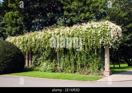 Fallopia baldschuanica Russische Rebe EINE Laub mehrjährige Kletterer, die hat Kleine weiße Blüten wachsen im Sommer entlang einer großen Pergola Oder Gitter Stockfoto