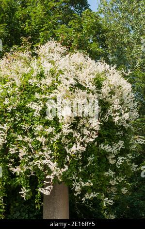 Fallopia baldschuanica Russische Rebe EINE Laub mehrjährige Kletterer, die hat Kleine weiße Blüten im Sommer und wird auch Mile genannt Eine winzige Pflanze Stockfoto