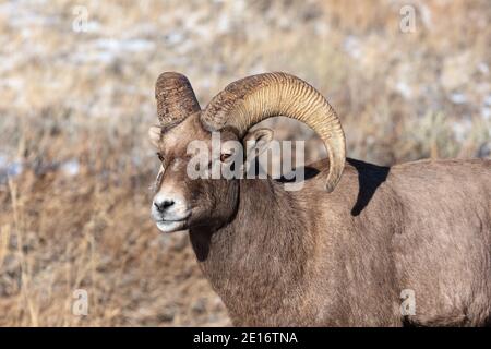 Bighorn Schafe (Ovis canadensis) RAM in Grand Teton National Park, Wyoming Stockfoto