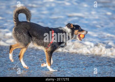 Dreifarbiger Border Collie Dog (Canis familiaris). Haustiere, Haustiere, Begleiter, Schäferhund Rasse. Holen, Ball im Mund tragen. Meerseite. Stockfoto