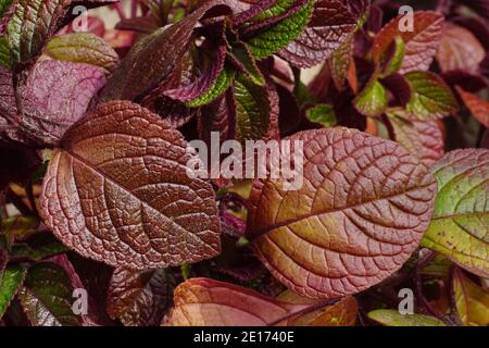 Dekorative Blätter in Herbstfarben. Schwedischer Efeu, Schwedische Begonien oder gequirlter plectranthus ist eine Pflanze aus der Familie der Lamiaceae. Jährliche Anlage. Stockfoto