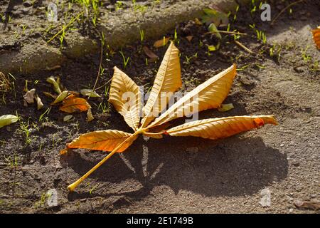 Ein einteiges Kastanienblatt, das auf dem Boden im Park liegt. Herbst. Stockfoto