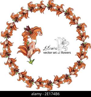 Blumenkränze aus den Blütenknospen der Lilie. Orange Lilie. Lily. Stock Vektor