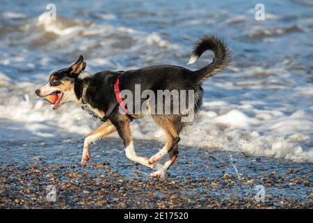 Dreifarbiger Border Collie Dog (Canis familiaris). Haustiere, Haustiere, Begleiter, Schäferhund Rasse. Holen, Ball im Mund tragen. Meerseite. Stockfoto