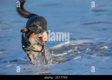 Dreifarbiger Border Collie Dog (Canis familiaris). Haustiere, Haustiere, Begleiter, Schäferhund Rasse. Holen, Ball im Mund tragen. Im Meerwasser. Stockfoto