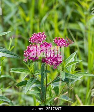 Sumpfmilchkraut und kleiner Schmetterling. Seney National Wildlife Refuge. Seney, Michigan. Stockfoto