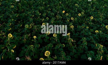 Luftperspektive von hoch aufragenden Reihen von Sonnenblumen, die im Farmfeld bei goldenem Sonnenuntergang im Südwesten von Wisconsin, USA, blühen Stockfoto