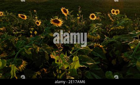 Luftperspektive von hoch aufragenden Reihen von Sonnenblumen, die im Farmfeld bei goldenem Sonnenuntergang im Südwesten von Wisconsin, USA, blühen Stockfoto