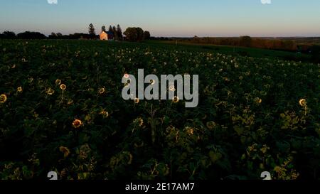 Luftperspektive von hoch aufragenden Reihen von Sonnenblumen, die im Farmfeld bei goldenem Sonnenuntergang im Südwesten von Wisconsin, USA, blühen Stockfoto