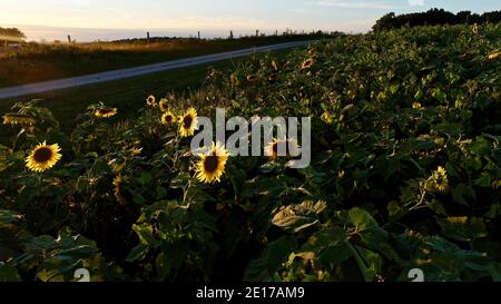 Luftperspektive von hoch aufragenden Reihen von Sonnenblumen, die im Farmfeld bei goldenem Sonnenuntergang im Südwesten von Wisconsin, USA, blühen Stockfoto