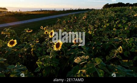 Luftperspektive von hoch aufragenden Reihen von Sonnenblumen, die im Farmfeld bei goldenem Sonnenuntergang im Südwesten von Wisconsin, USA, blühen Stockfoto