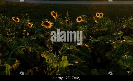 Luftperspektive von hoch aufragenden Reihen von Sonnenblumen, die im Farmfeld bei goldenem Sonnenuntergang im Südwesten von Wisconsin, USA, blühen Stockfoto