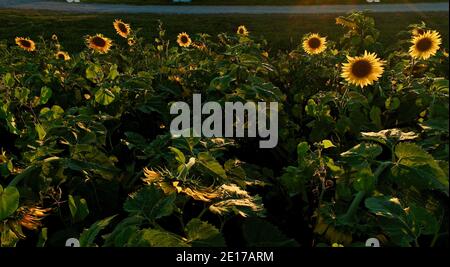 Luftperspektive von hoch aufragenden Reihen von Sonnenblumen, die im Farmfeld bei goldenem Sonnenuntergang im Südwesten von Wisconsin, USA, blühen Stockfoto