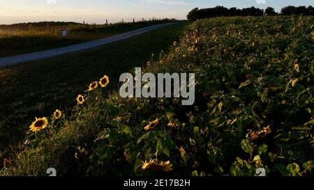 Luftperspektive von hoch aufragenden Reihen von Sonnenblumen, die im Farmfeld bei goldenem Sonnenuntergang im Südwesten von Wisconsin, USA, blühen Stockfoto