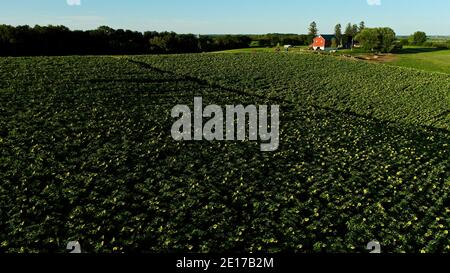 Luftperspektive von hoch aufragenden Reihen von Sonnenblumen, die im Farmfeld bei goldenem Sonnenuntergang im Südwesten von Wisconsin, USA, blühen Stockfoto