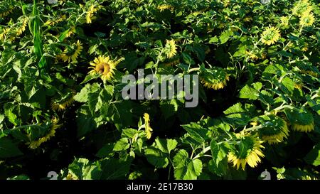 Luftperspektive von hoch aufragenden Reihen von Sonnenblumen, die im Farmfeld bei goldenem Sonnenuntergang im Südwesten von Wisconsin, USA, blühen Stockfoto