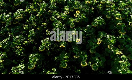 Luftperspektive von hoch aufragenden Reihen von Sonnenblumen, die im Farmfeld bei goldenem Sonnenuntergang im Südwesten von Wisconsin, USA, blühen Stockfoto