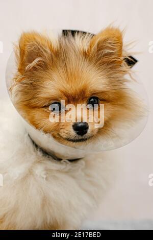 Niedliche pommern in einem medizinischen Kragen. Kranker Hund. Nahaufnahme. Medizinischer Tierschutz. Stockfoto