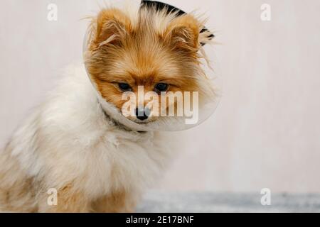 Trauriger pommerischer Hund im elisabethanischen Halsband, Plastikkegel, medizinischer Schutz des Tieres. Speicherplatz Kopieren Stockfoto