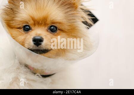 Trauriger pommerischer Hund im elisabethanischen Halsband, Plastikkegel, medizinischer Schutz des Tieres. Speicherplatz Kopieren Stockfoto