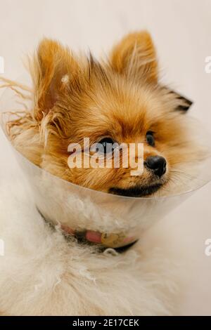 Süßer pommern in einem medizinischen Kragen Blick auf die Kamera. Kranker Hund. Nahaufnahme. Medizinischer Tierschutz. Stockfoto